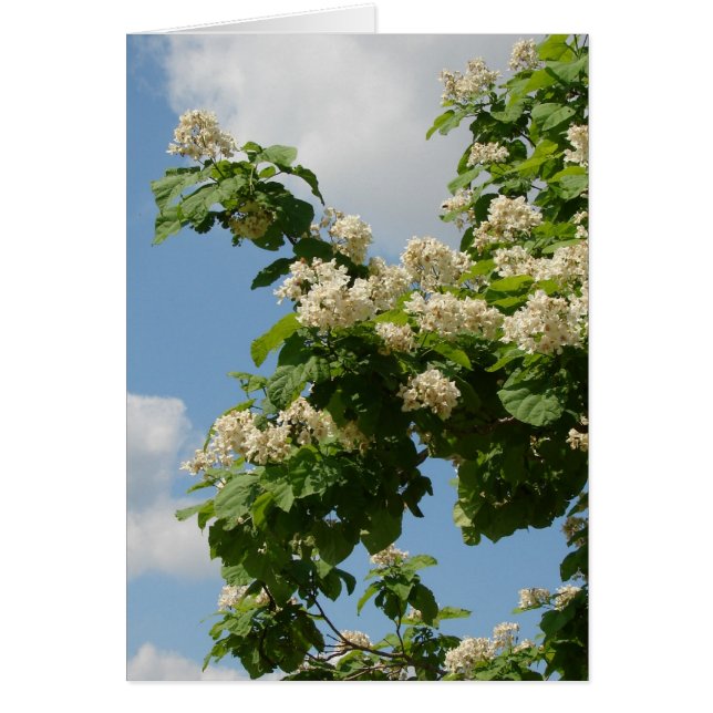 En pleno auge (Frente)