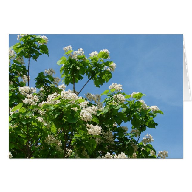 En pleno auge (Anverso (Horizontal))