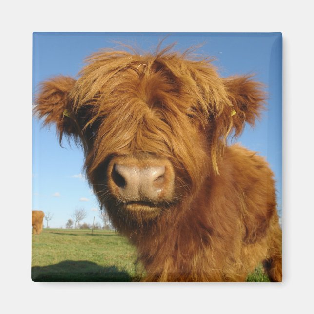 En tu imán de vaca facial (Frente)