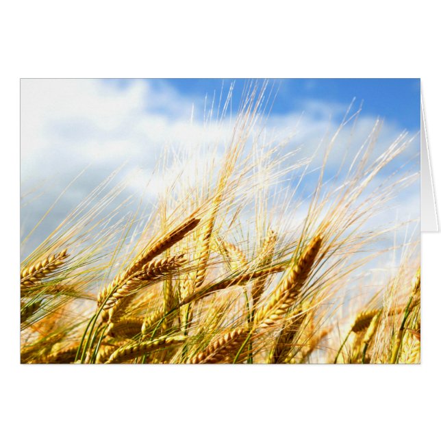 En un círculo de cultivo al sol (Anverso (Horizontal))