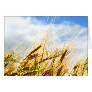 En un círculo de la cosecha en el sol