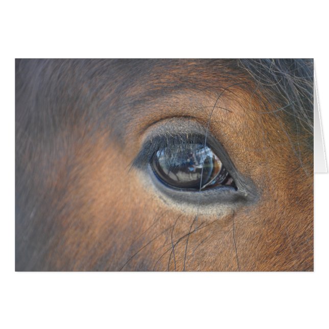 en un ojo de los caballos (Anverso (Horizontal))
