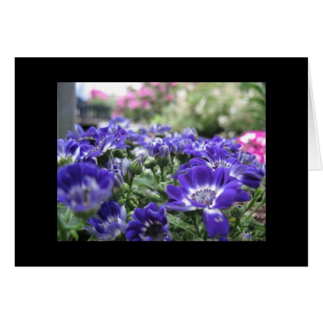 En violeta… (Anverso (Horizontal))