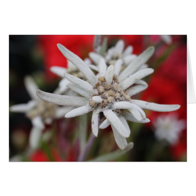 Encantador Edelweiss Leontopodium nivale (Anverso (Horizontal))