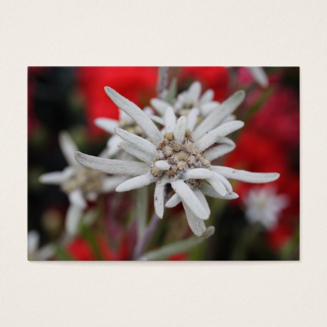 Encantador Edelweiss Leontopodium nivale (Frente)