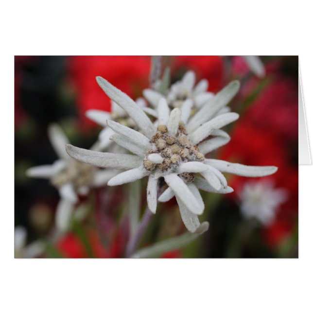 Encantador Edelweiss Leontopodium nivale (Anverso (Horizontal))