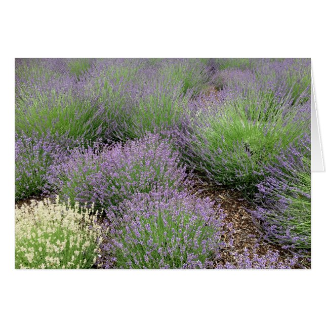 Encantadora Lavanda (Anverso (Horizontal))