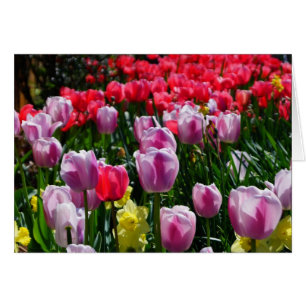 ¡Encantadores Tulipanes y Daffodils!