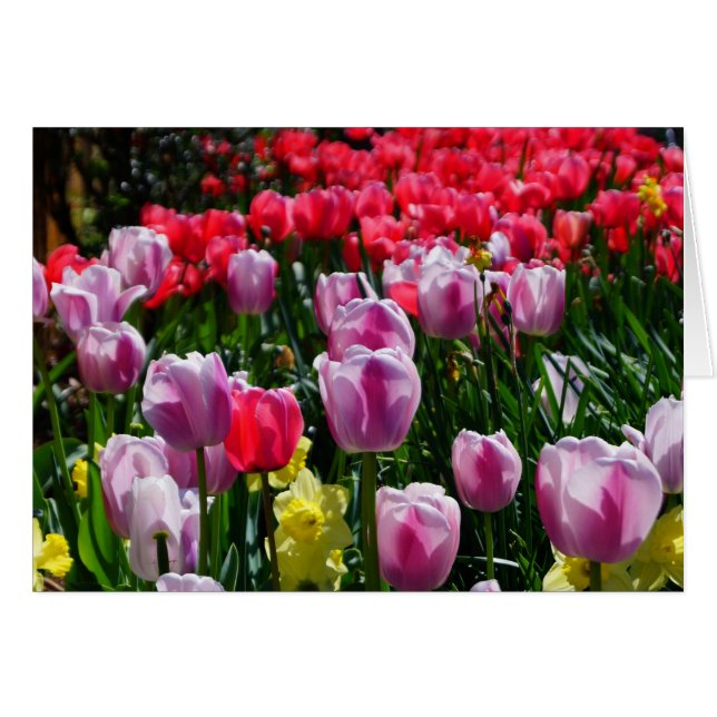 ¡Encantadores Tulipanes y Daffodils! (Anverso (Horizontal))