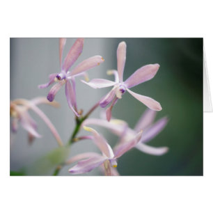 Encanto 'Pacific azul de Darwinara de la orquídea