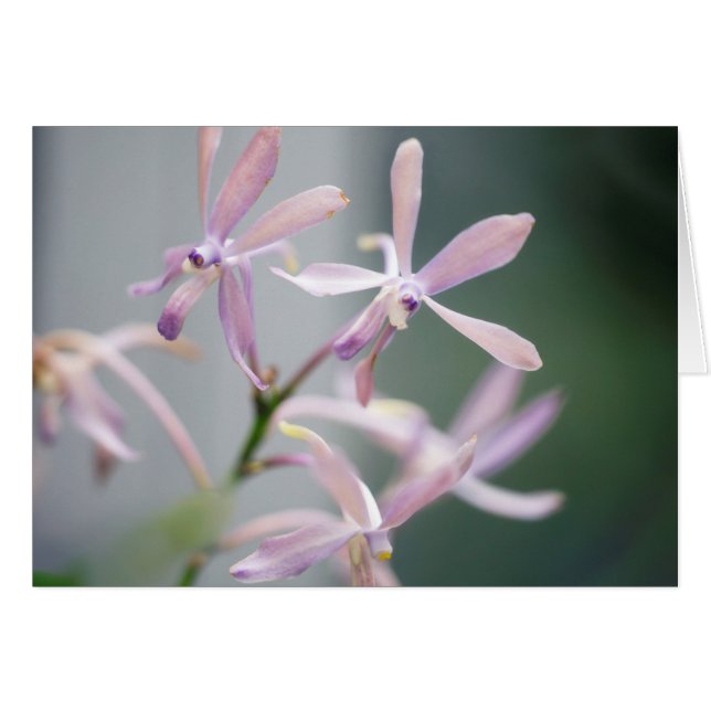 Encanto 'Pacific azul de Darwinara de la orquídea (Anverso (Horizontal))