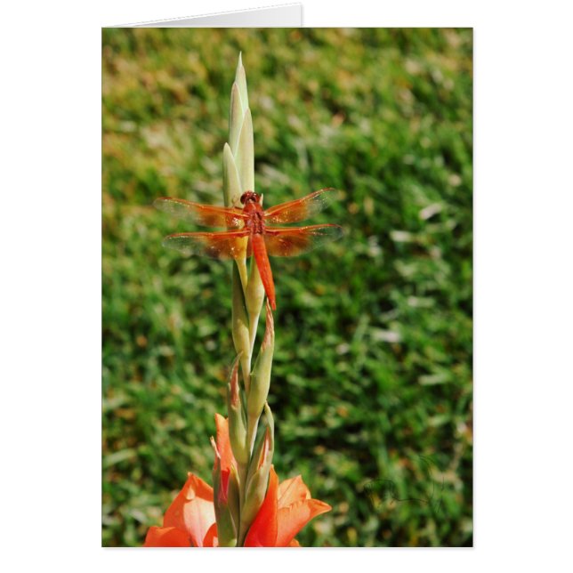 Encender al dragón (Frente)