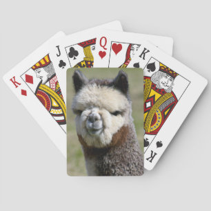Encima de naipes grises cercanos de la alpaca