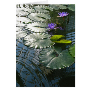 Encontrar la tarjeta de la paz