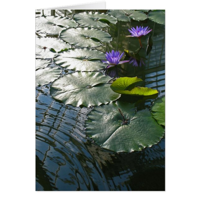 Encontrar la tarjeta de la paz (Frente)