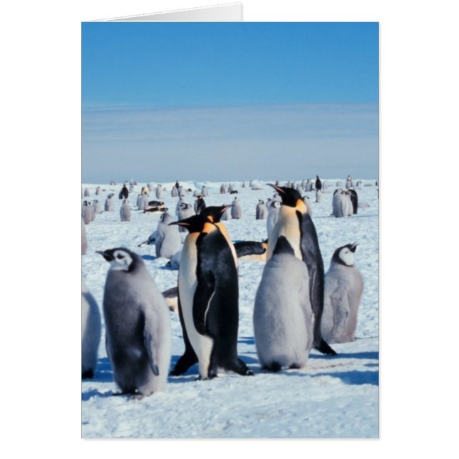 Encuentro de Pingüinos (Frente)