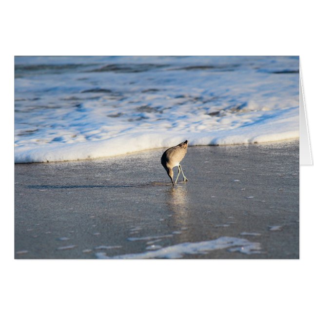 Encuesta interesante de Willet (Anverso (Horizontal))