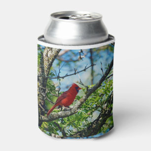 Enfriador De Latas Cardenal Rojo Fotografía de pájaro salvaje