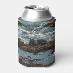 Enfriador De Latas Foca de puerto iluminada por la puesta de sol I en