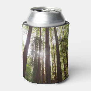 Enfriador De Latas Hasta las secuoyas por la mañana