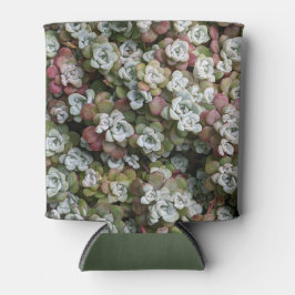 Enfriador De Latas Sedum Spathulifolium Suculum Succuloral