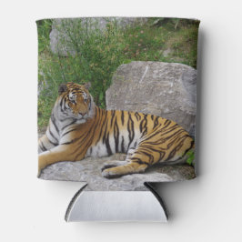 Enfriador De Latas Tigre en una roca