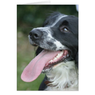 English Springer Spaniel