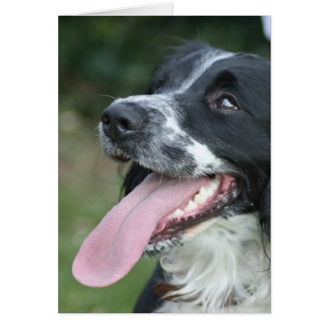 English Springer Spaniel (Frente)