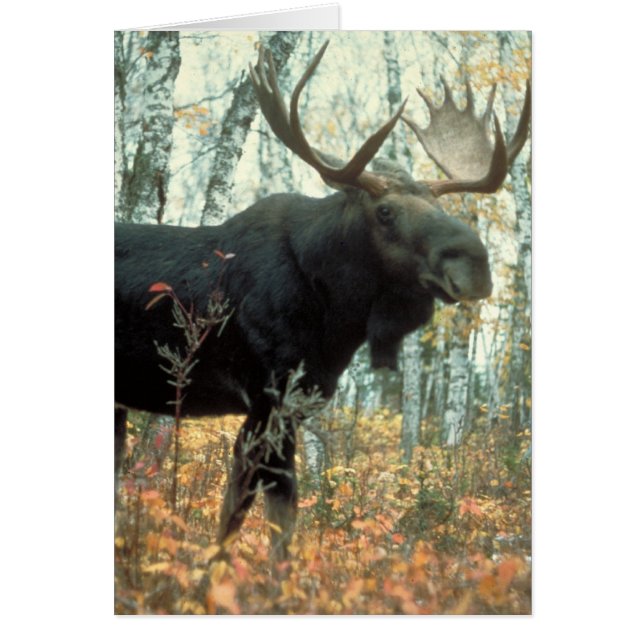 Enorme Moose (Frente)