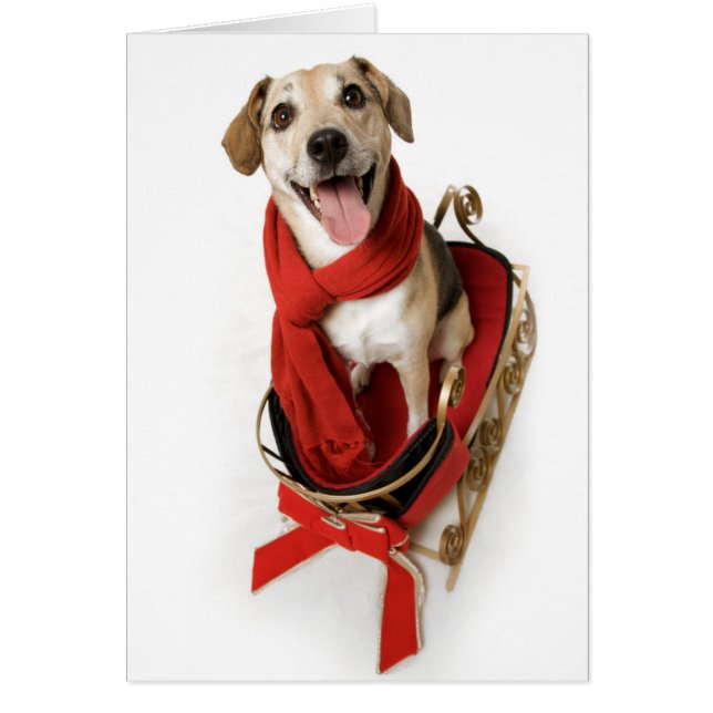 Enorme sonrisa feliz en la cara del cachorro senta (Frente)