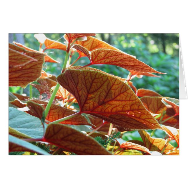 Enredado (Anverso (Horizontal))