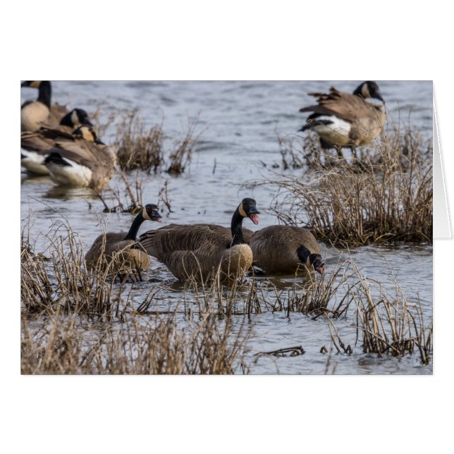 Entrando (Anverso (Horizontal))