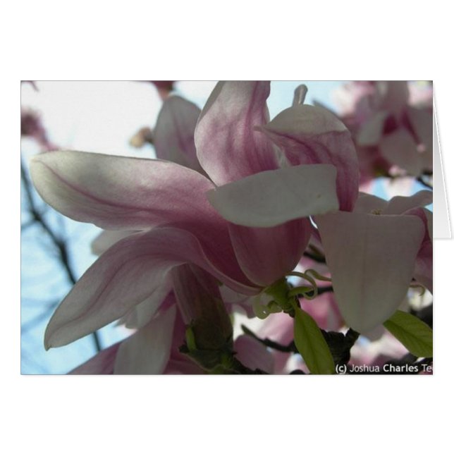 Enviando mi amor con flores (Anverso (Horizontal))