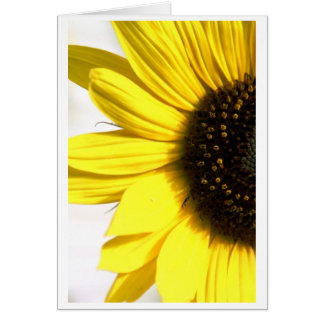 Enviando un poco de sol