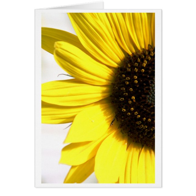 Enviando un poco de sol (Frente)