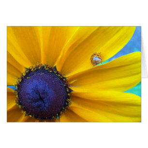 Enviándole un poco de sol