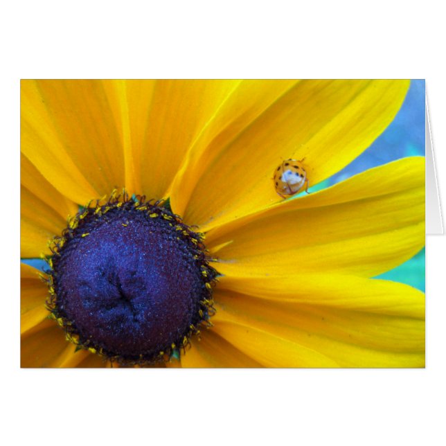 Enviándole un poco de sol (Anverso (Horizontal))