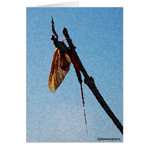 Ephemeroptera - tarjeta