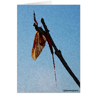 Ephemeroptera - tarjeta