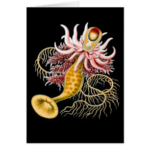 Epibulia