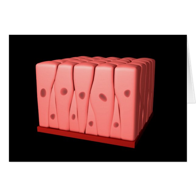 Epitelio Columnar Pseudoestratificado (Anverso (Horizontal))