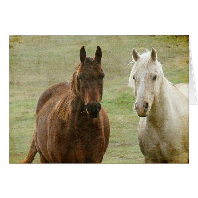 Equine Buddies (Anverso (Horizontal))