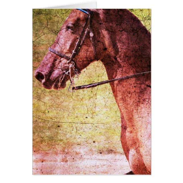 Equino de Montaña Rocosa (Frente)