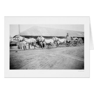 Equipo de Caballos Fairbanks 1915