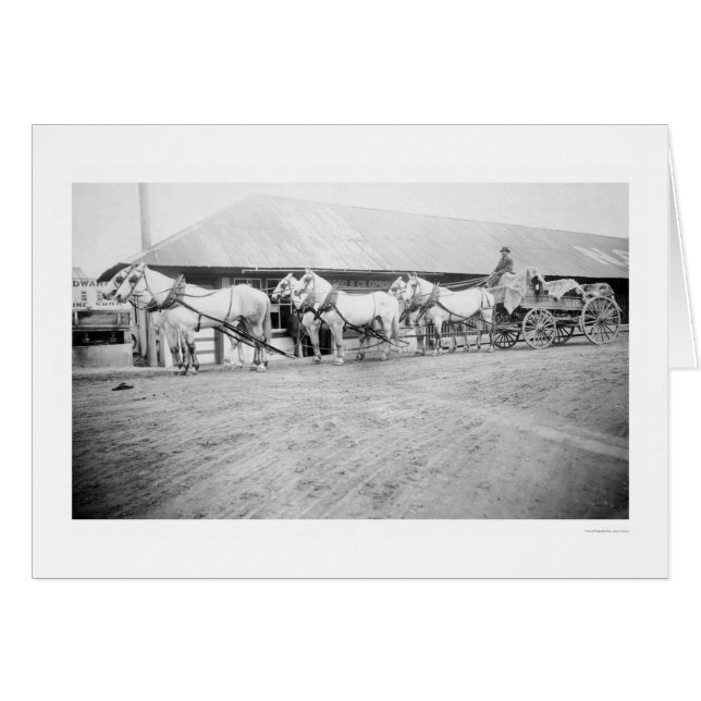Equipo de Caballos Fairbanks 1915 (Anverso (Horizontal))