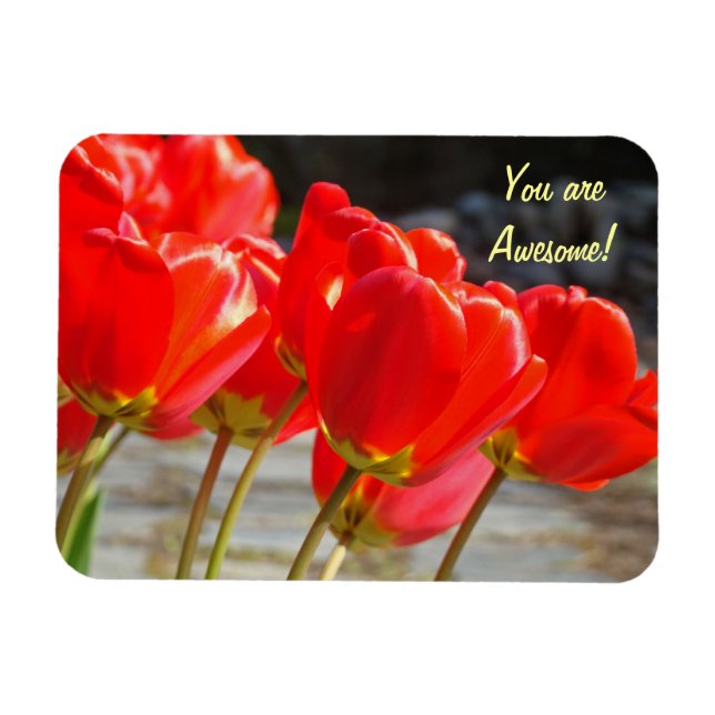 ¡Eres Increíble! imán Flores de Tulipán Rojo (Horizontal)
