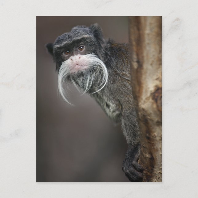 ¿Eres Mi Barber? Postal (Anverso)