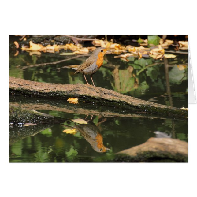 Erithacus rubecula (Anverso (Horizontal))