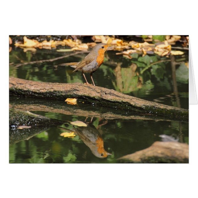 Erithacus rubecula (Anverso (Horizontal))
