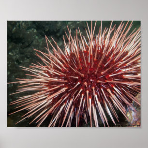 Erizo de Mar Rojo Gigante - Impresión de Arte Fino